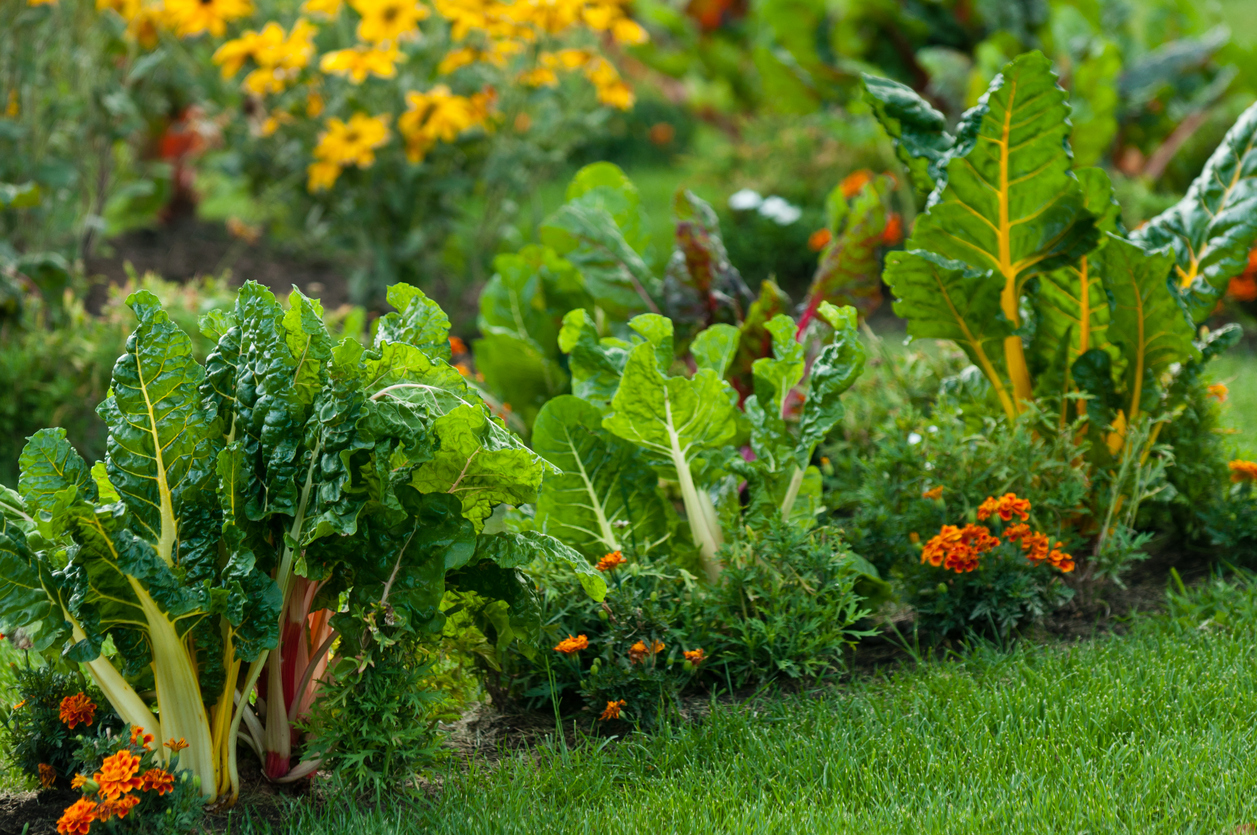 A closeup of a healthy lawn garden planted with Swiss chards, bright orange and yellow flowers.