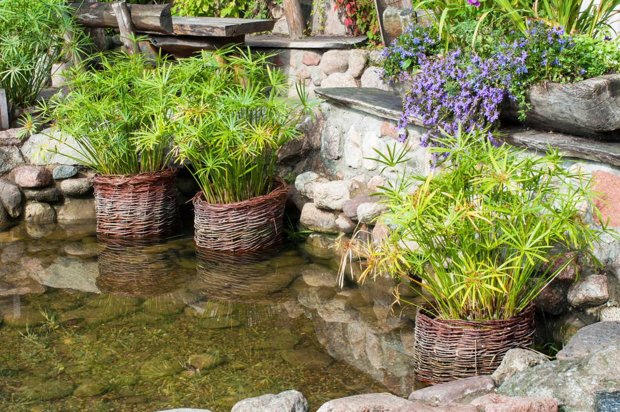 Small pond in the garden