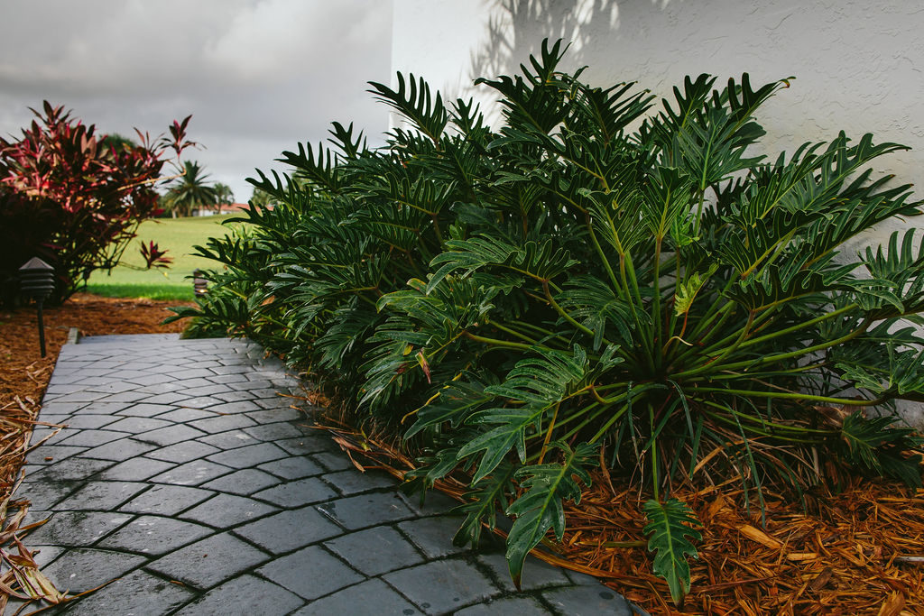 The Best Landscape Designers For Miami, Popular Landscaping Plants In Florida